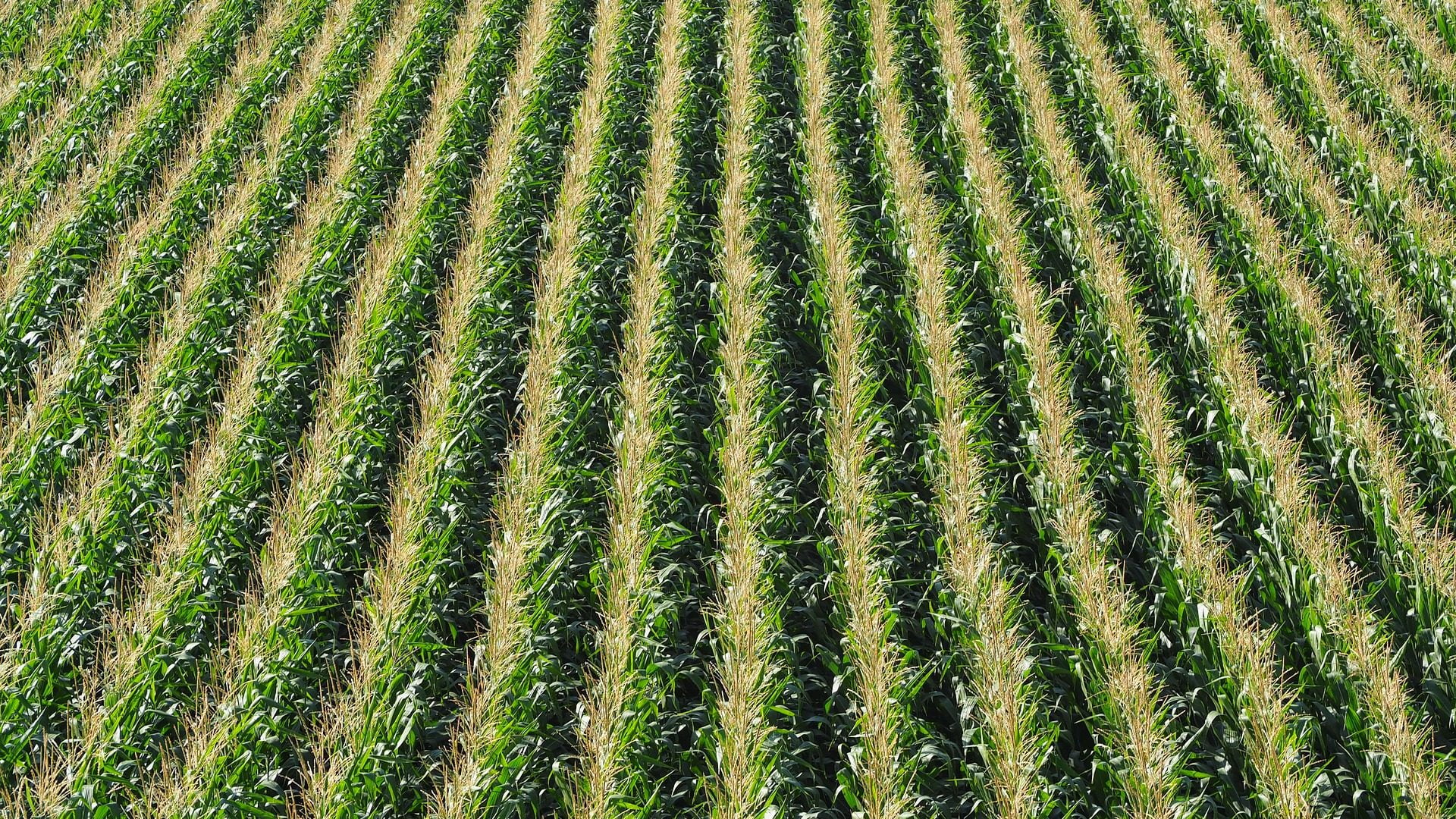 Pestizide folgen f&uuml;r die Natur Maisfeld